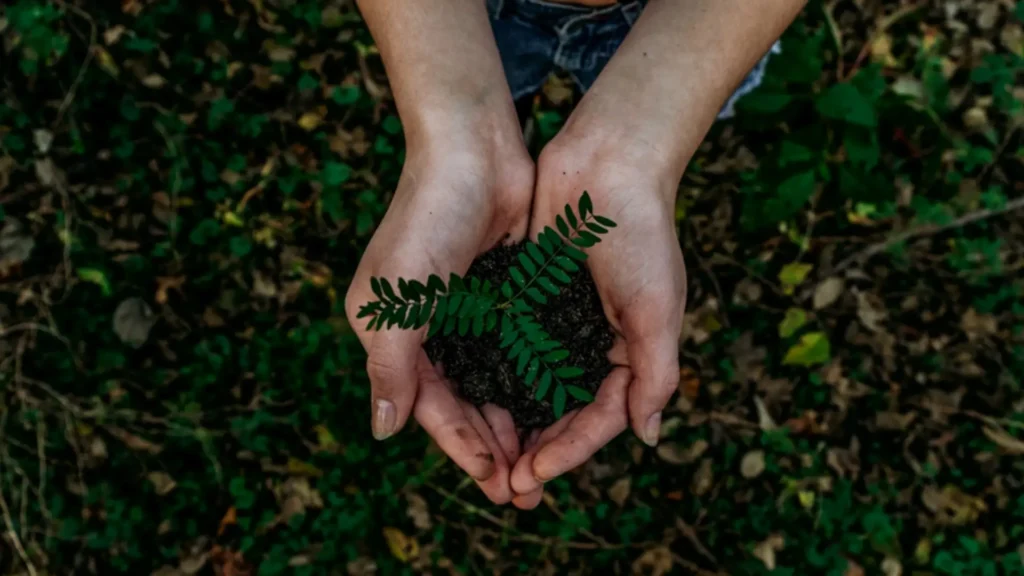 application of composting to plants